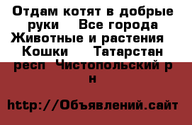 Отдам котят в добрые руки. - Все города Животные и растения » Кошки   . Татарстан респ.,Чистопольский р-н